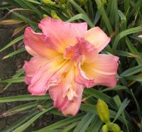 Лилейник (Hemerocallis EveryDaylily Rose) C2