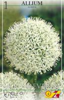 Allium Mount Everest