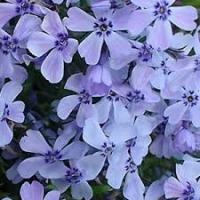 Флокс шиловидный Эмералд Кушон Блю С3