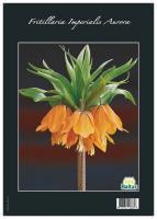 Fritillaria Imperialis Aurora (unpacked)