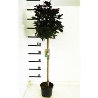 Клен остролистный (Acer platanoides Crimson Sentry) на штамбе 1м