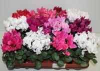 Цикламен Cyclamen микс супер компакт 12/35