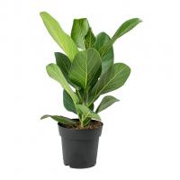Ficus benghalensis Audrey