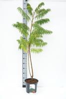 Сумах уксусный Rhus typhina 100 cм С7,5