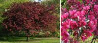 Яблоня декоративная (Malus Profusion) Н=5-7м