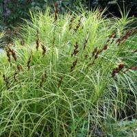 Carex muskingumensis