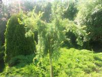 Larix kaempferi 'Diana'