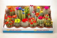 Кактус Cactus Overig Versierd 8/12