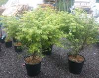 Бересклет европейский Euonymus europaeus Euon Alatus C35 d45/120