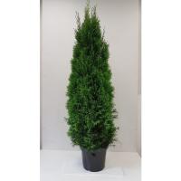 Туя западная Смарагд 190 см (Thuja occidentalis 'Smaragd')