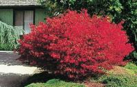 Бересклет крылатый (Euonymus alatus Compactus)