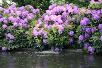 Рододендрон Catawbiense Boursault