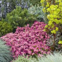 Арабис кавказский Arabis caucasica 'Lotti dep rose' (IV-V,Н=15см)