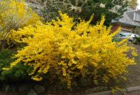Форзиция Forsythia Intermedia 'lynwood'