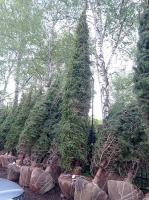 Ель обыкновенная (Picea abies Н30м) 700cm WRB100