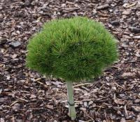 Сосна черная (Pinus nigra 'Marie Brégeon') штамб-70 С7 30см