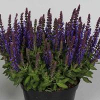 Шалфей Salvia nemorosa Blue Bouquetta