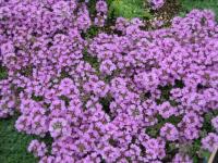 Тимьян ползучий Thymus serpullum (фиолет, VI-VII,Н=10/7см)