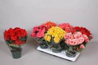 Бегония Begonia Дабл Микс 14/35