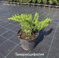 Можжевельник казацкий (Juniperus sabina 'Tamariscifolia'