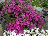 Флокс шиловидный 'Temiscaming' (карминно-красный,V-VI,Н=20см) Phlox subulata