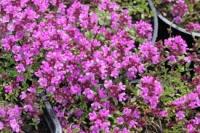 Тимьян ранний Thymus x praecox 'Pseudolanuginosus' (розовый, VI-VII,Н=5-8см)