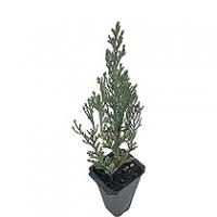 Можжевельник скальный (Juniperus scopulorum 'Moonglow' Н-3м) P9