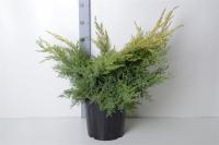 Можжевельник средний (Juniperus media 'Gold Star' Н1м В2,5м) 80-100 C10 D