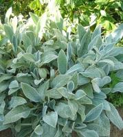 Чистец Stachys byzantina 'Simba' Стахис шерстистый (фиолет,VI-VII,листва серебристо-серая.Н=60см)