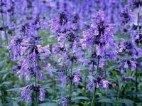 Котовник сибирский Nepeta sibirica 'Souvenir d'André Chaudron' (фиолетово-синий,Н=60-90см,лист душис