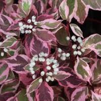 Cornus alba Miracle