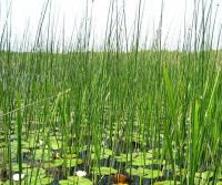 Камыш озёрный Scirpus Lacustris