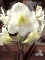 Амарилис Amaryllis Hypeastrum, White