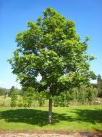Ясень обыкновенный (Fraxinus exselsior)