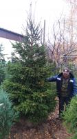 Ель обыкновенная (Picea abies Н30м)