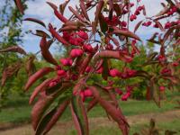 Бересклет европейский Ред Каскад Euonymus europaeus С2