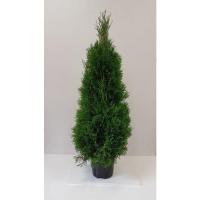Туя западная (Thuja occidentalis 'Smaragd' Н4м,В1,5м)