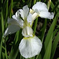 Ирис сибирский Iris sibirica 'Fourfold White')