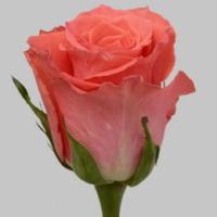 Роза Амстердам