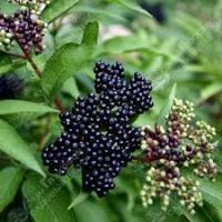 Бузина чёрная Sambucus nigra