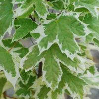 Acer platanoides Drummondii