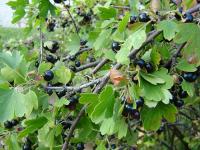 Смородина Золотистая (Ribes odoratum)