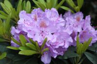Рододендрон гибридный ( Rhododendron hybrida Catawbiense Grandiflorum) C5