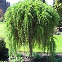 Лиственница европейская (Larix decidua Pendula C20 PA 160)