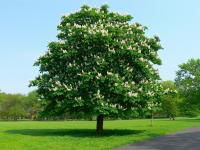 Каштан конский (Aesculus hippocastanum) Н=15-20м