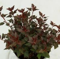 Пузыреплодник калинолистный (Physocarpus opulifolius `Little Joker`)
