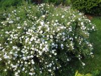 Лапчатка кустарниковая (Potentilla fruticosa Abbotswood цв. белый )