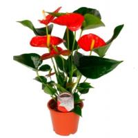 Антуриум Anthurium Andreanum Grp Success Red 12/40