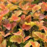 Пузыреплодник калинолистный Эмбер Джубил (Physocarpus opulifolius Amber Jubilee) 70cm конт.3л