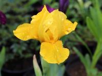 Ирис карликовый  Iris pumila Brassie
